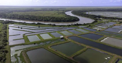 Agriculture and Water - Humpty Doo Barramundi