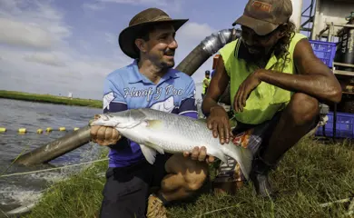Humpty Doo Barramundi CEO Holding A Large Barramundi With And Indigenous Employee At The Side Of A Pond (1)