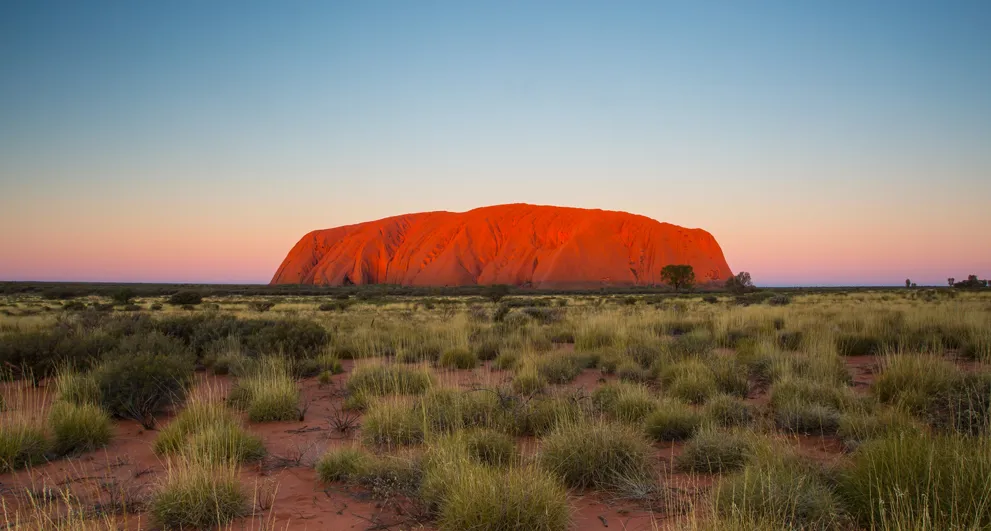 uluru red rock at sunset with green desert shrubs in foreground