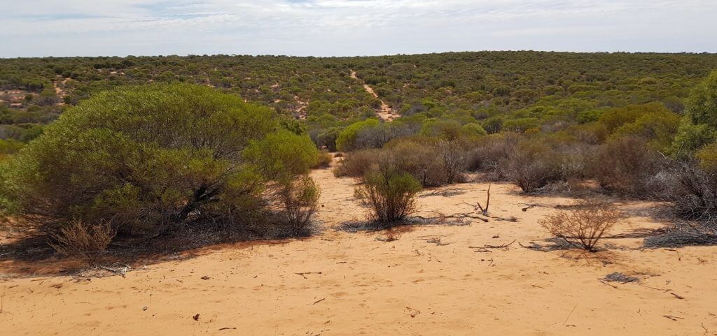 vast low lying shubbery over a landscape of light brown sandy soil